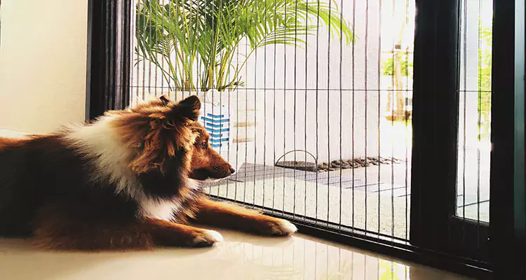 Sliding Screen Pet Door Repair in Meadow Woods, FL